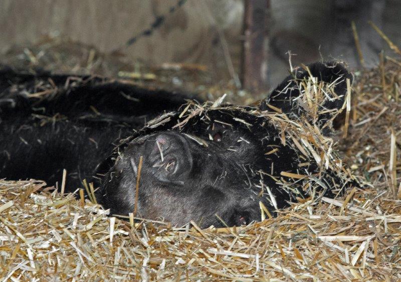 Ted looking at Lynn Rogers