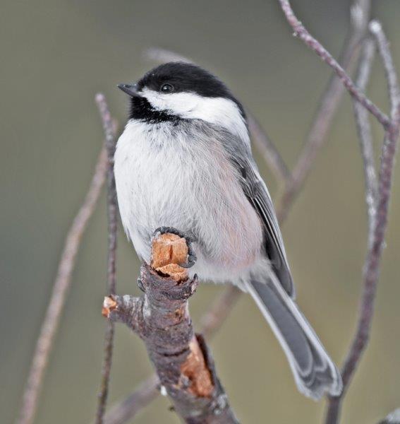 Chickadee with white sides