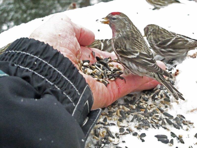 Redpoll in hand