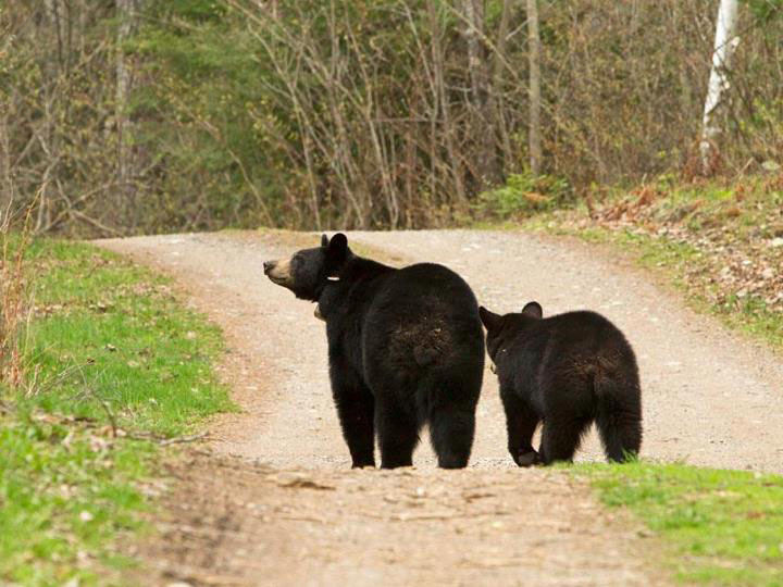 Lily sniffs the air while Faith follows - May 6, 2012