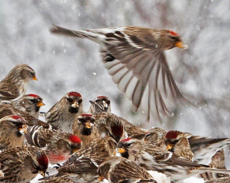Common redpoll flying