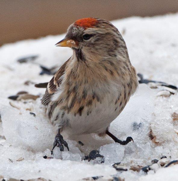 Female Common redpoll