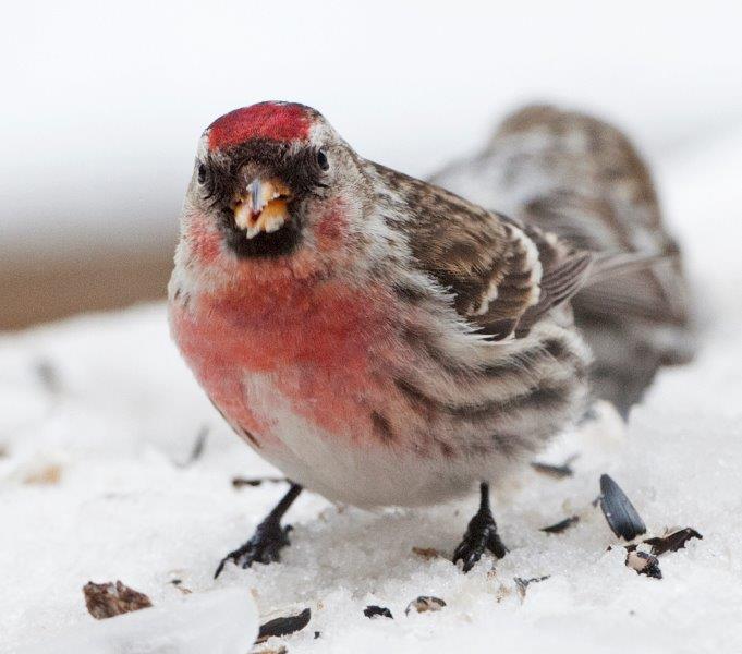 Male Common redpoll