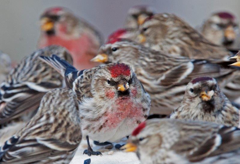 Common Redpolls