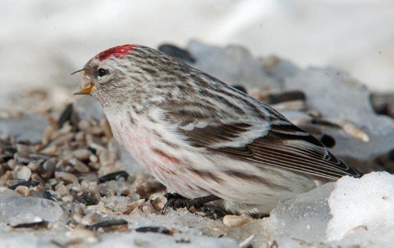Hoary redpoll