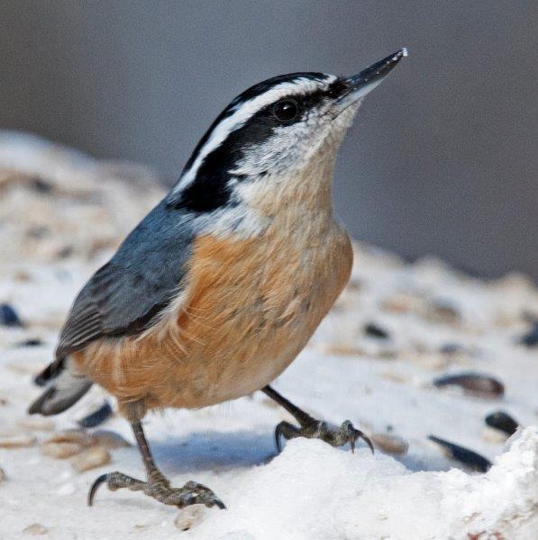Red-breasted nuthatch