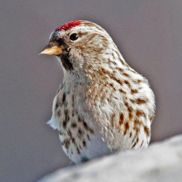 Redpoll