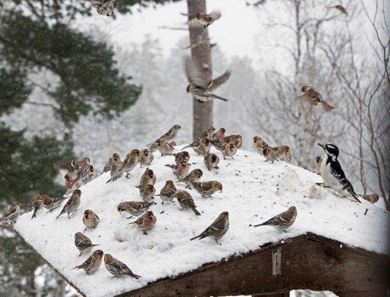Redpolls crowding hairy woodpecker
