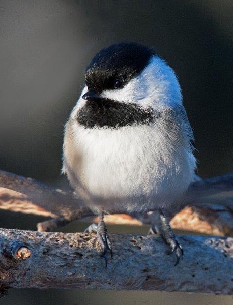 Black-capped chickadee