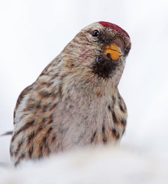 Redpoll