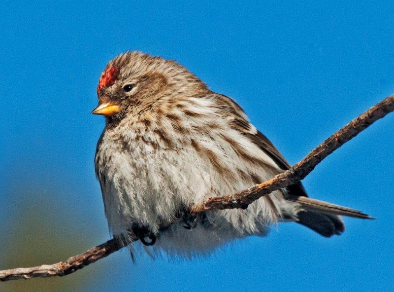 Redpoll puffed up
