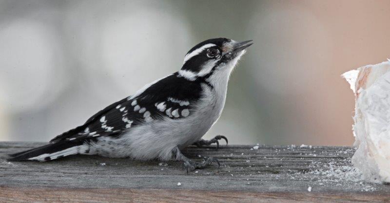 Downy woodpecker (female)