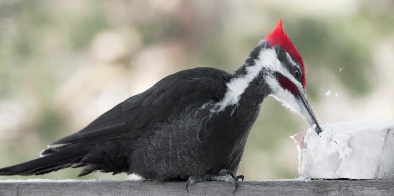 Pileated woodpecker (male)
