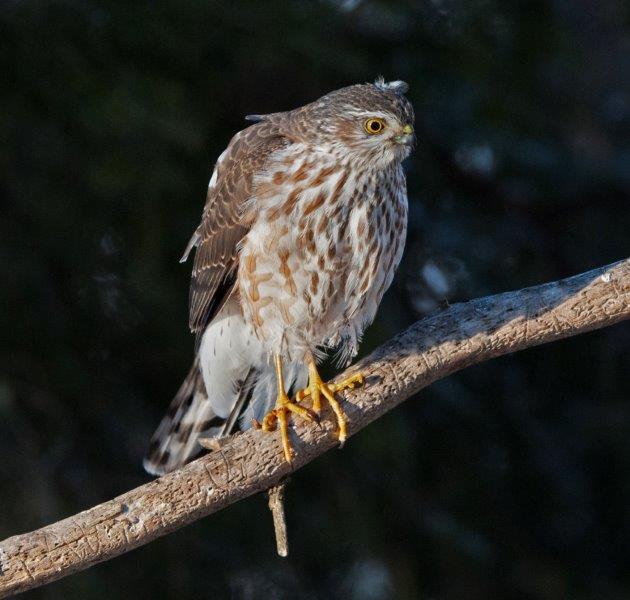 Sharp-shinned hawk