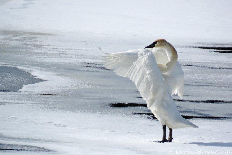 Swan - photo taken by a Lily Fan