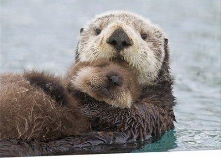Sea Otter at Monterey Bay Aquarium