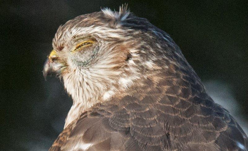Sharp-shinned hawk