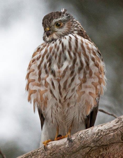 Sharp-shinned hawk