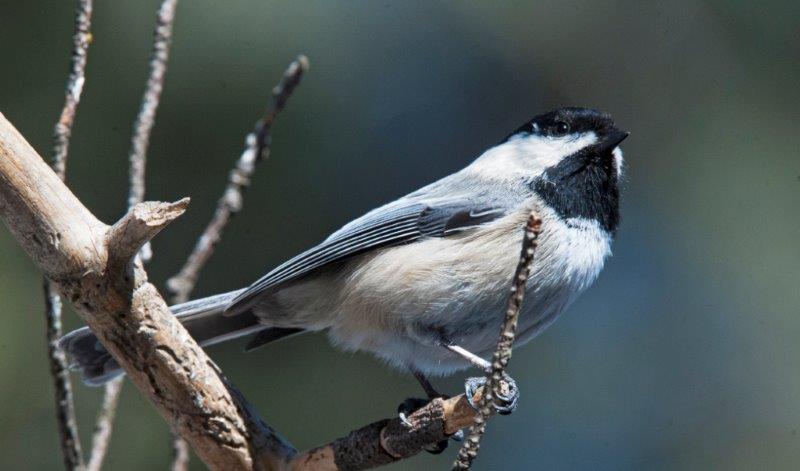 Chickadee