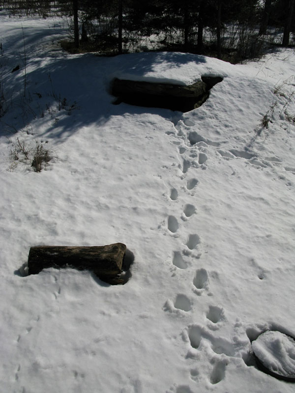 Footprints in the snow