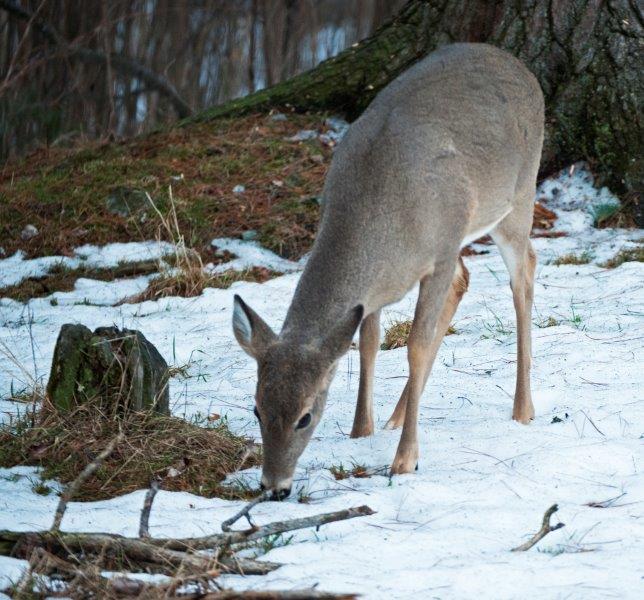 Deer eating grass