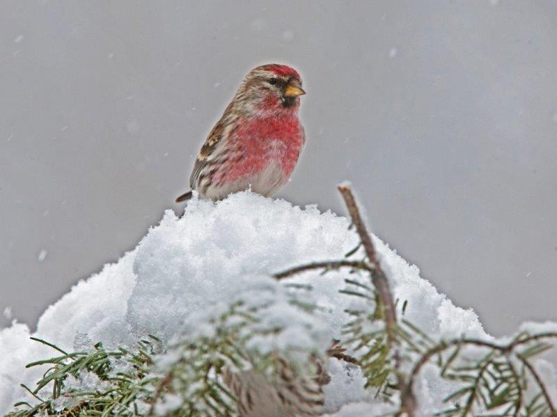 Common Redpoll