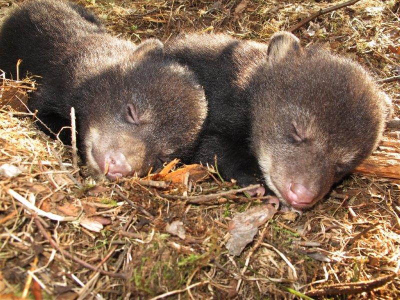 Juliets Cubs on 3-19-12