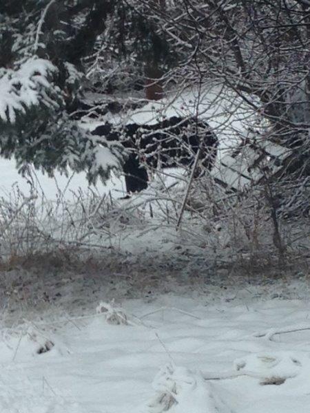 Bear spotted in Duluth