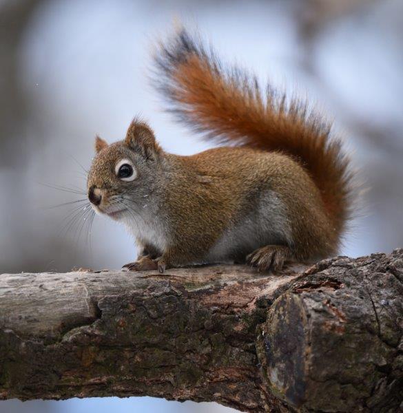 Red squirrel