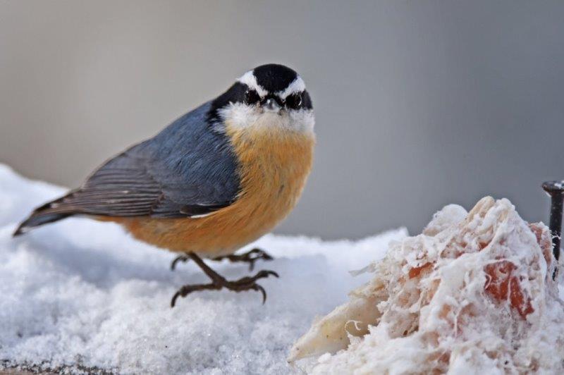 Red-breasted nuthatch