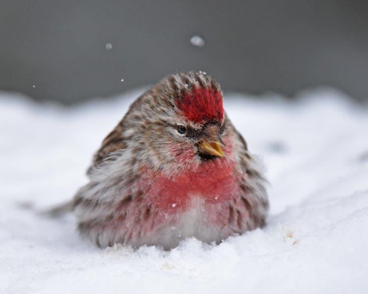 Common redpoll in snow