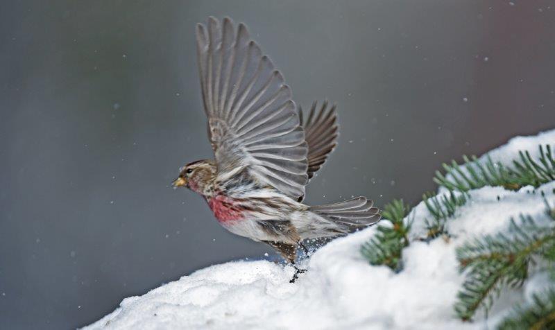 Common redpoll spreads wings
