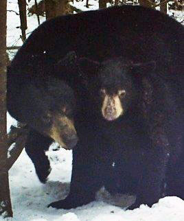 Lily and her yearling - March 21, 2016