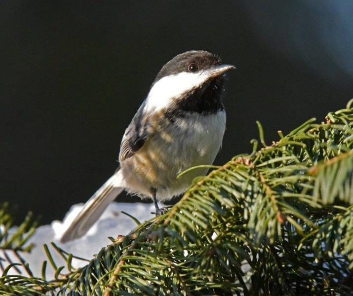 Chickadee