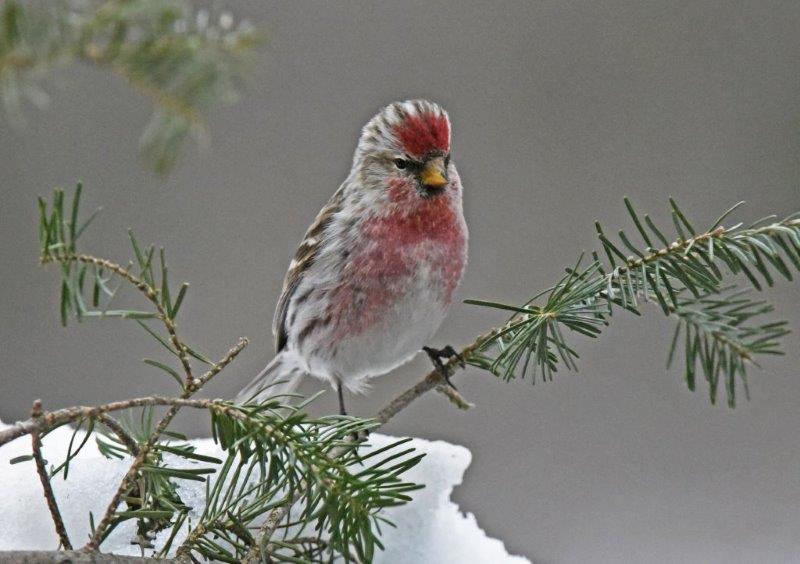 Common redpoll 