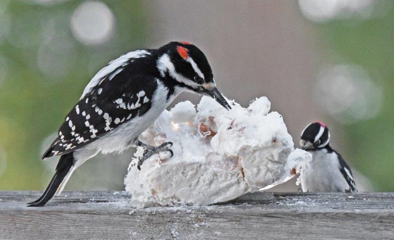Hairy and downy woodpeckers co-existing