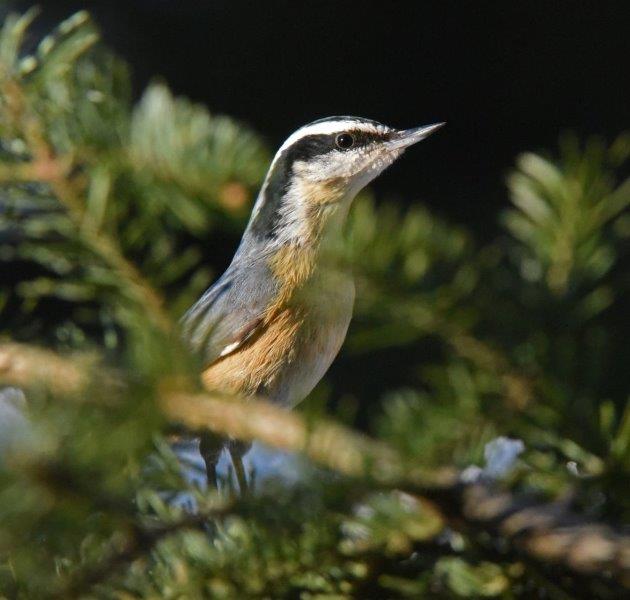 Red-breasted nuthatch