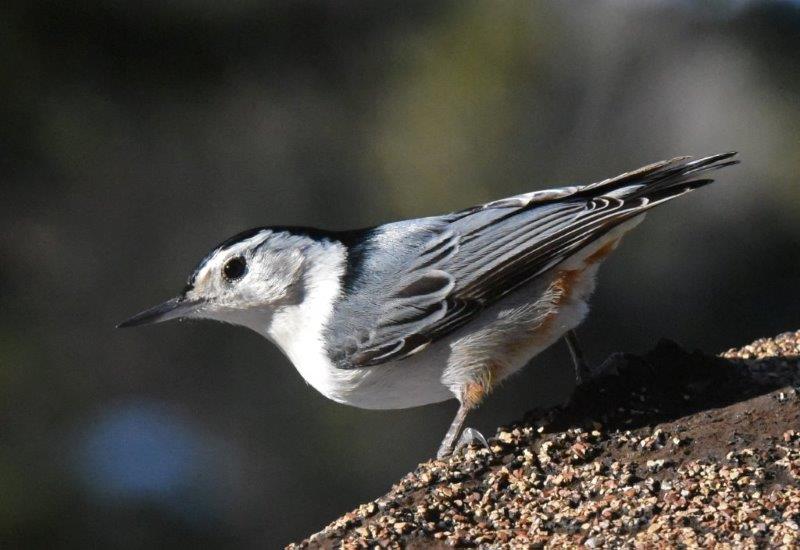 White-breasted nuthatch
