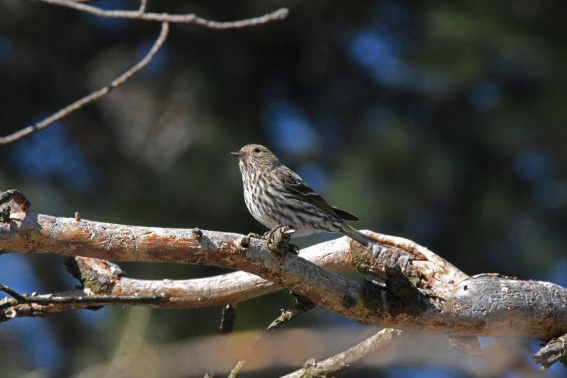 Pine Siskin
