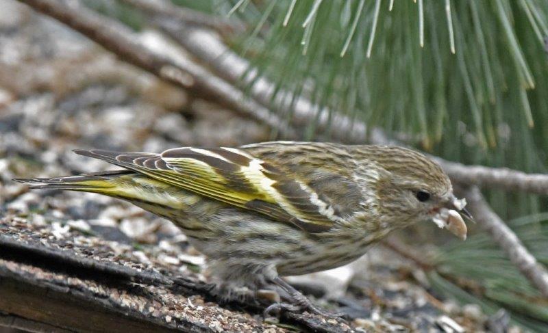 Pine siskin