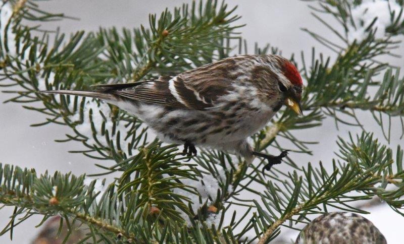 Common redpoll