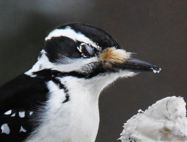 Hairy woodpecker nictitating