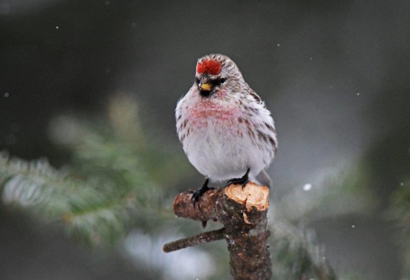 Hoary redpoll