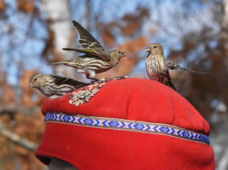 Pine siskins