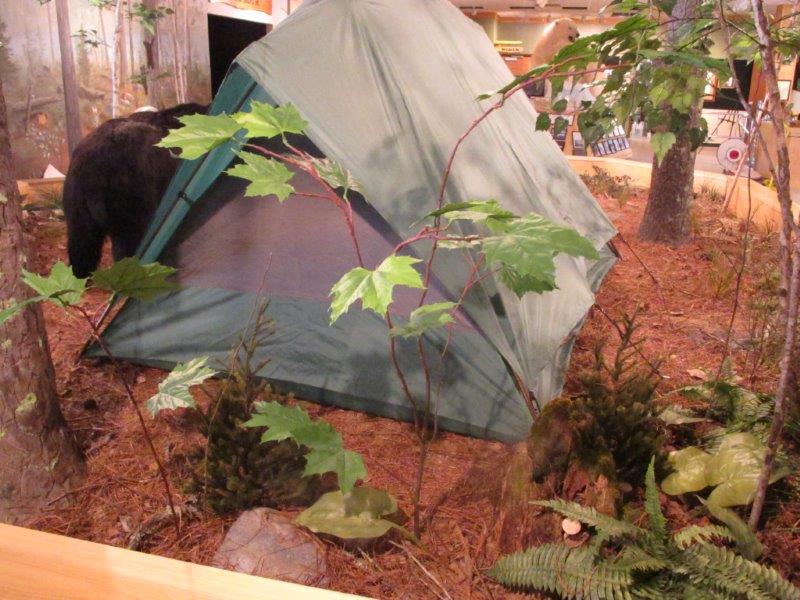 camping with Bears exhibit