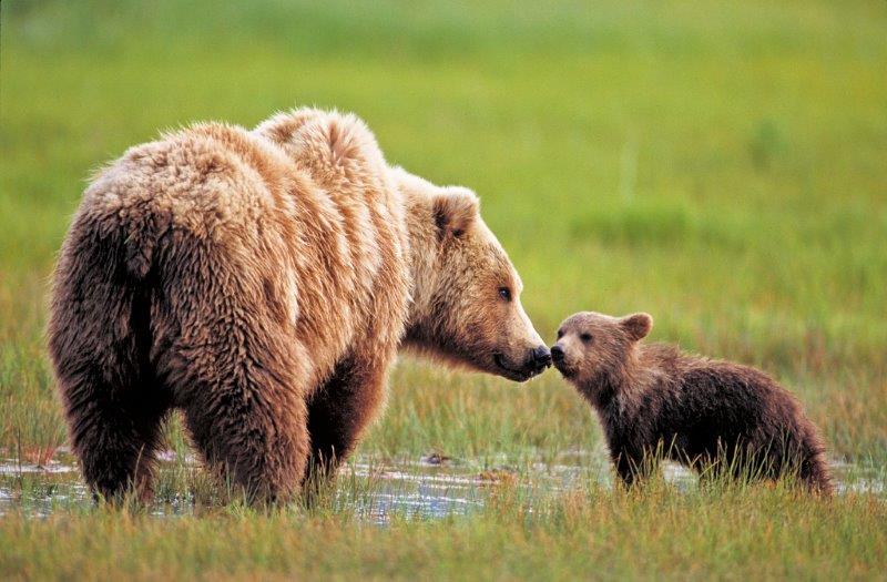 Grizzly mom and cub touching noses