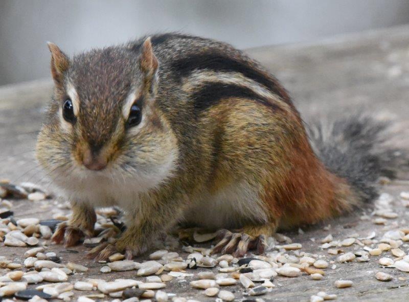 Eastern Chipmunk