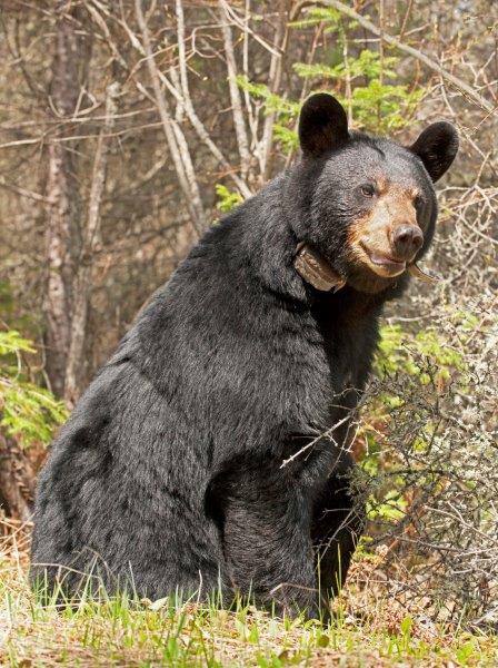 Lily listening - 5/23/14