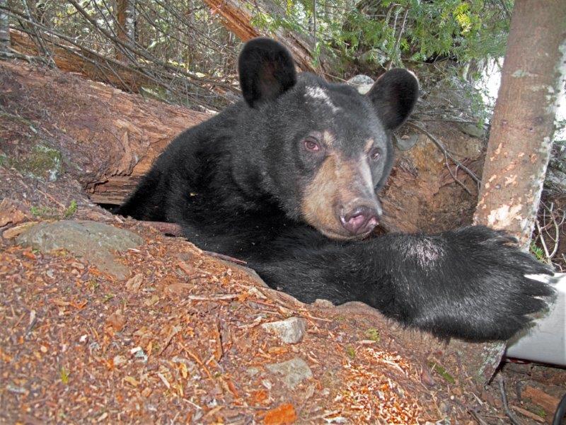Lily at her den - 3/24/10