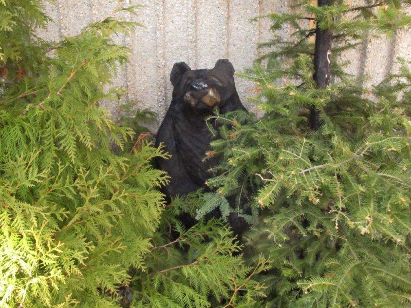 Bear in front of NABC